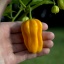 Habanero Yellow