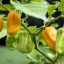 Habanero Yellow