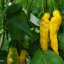 Inca Hot