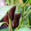Jalapeno Brown