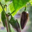 Jalapeno Brown