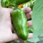 Jalapeno Conchos