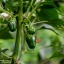 Jalapeno Dieghito
