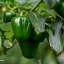 Jalapeno Dieghito