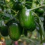 Jalapeno Dieghito