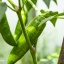 Jalapeno Farmers