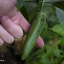 Jalapeno Farmers