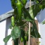 Jalapeno Red Giant
