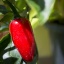 Jalapeno Red Giant