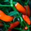 Jalapeno Orange Spice