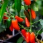 Jalapeno Orange Spice