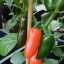 Jalapeno Orange Spice