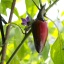 Jalapeno Purpur