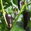 Jalapeno Purpur