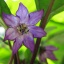 Jalapeno Purpur