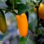 Jalapeno Yellow
