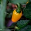 Jalapeno Yellow