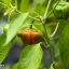 Jamaican Red