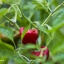 Jamaican Red