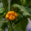 Scotch Bonnet Yellow