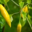 Aji Lemon Drop
