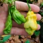 Malaysian Goronong
