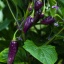 Naga Smooky Rainbow