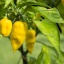 Naraja Picante