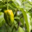 Naraja Picante