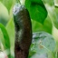 Palmichal Negro