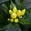 Pimenta Caixo