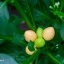 Pimenta Caixo