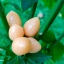 Pimenta Caixo