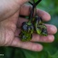 Pimenta Chris Fat
