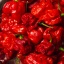 Pyré Carolina Reaper