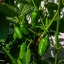 Rocoto Ají Largo