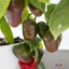 Rocoto Red Giant