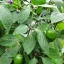 Rocoto Manzano Red