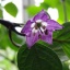 Rocoto Manzano Red