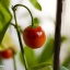 Rocoto Marlene