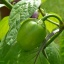 Rocoto Orange