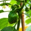 Scotch Bonnet