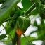 Scotch Bonnet