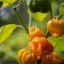 Scotch Bonnet Yellow