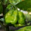 Scotch Bonnet Yellow
