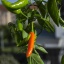 Serrano Orange