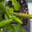Serrano Orange