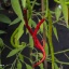 Spaghetti Chilli
