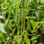 Spaghetti Chilli