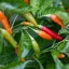 Tabasco